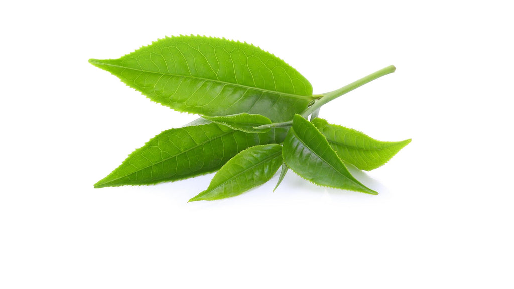 L-theanine is a nootropic and rare amino acid extracted from green tea leaves used to enhance alpha brainwaves for a state of relaxed alertness and heightened creativity.