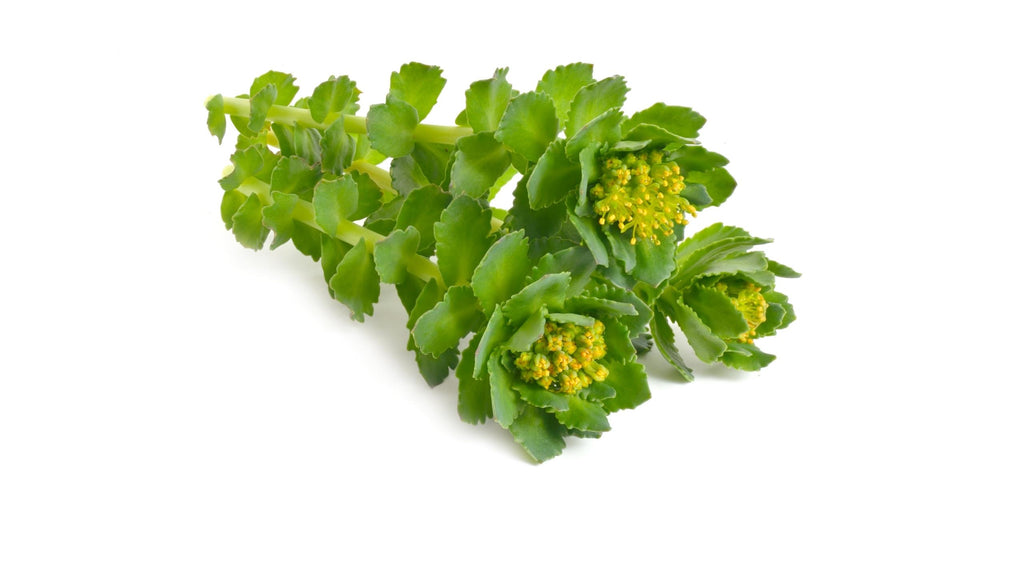 Rhodiola Rosea is an adaptogenic and anti-fatigue herb traditionally used for centuries to modulate the body's resistance to physical, environmental, and emotional stressors.