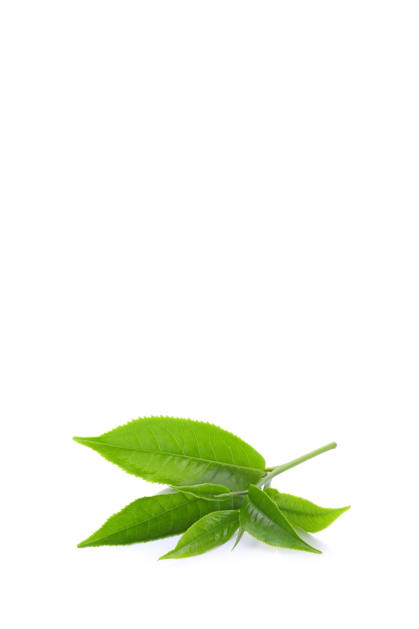 L-theanine is a nootropic and rare amino acid extracted from green tea leaves used to enhance alpha brainwaves for a state of relaxed alertness and heightened creativity.