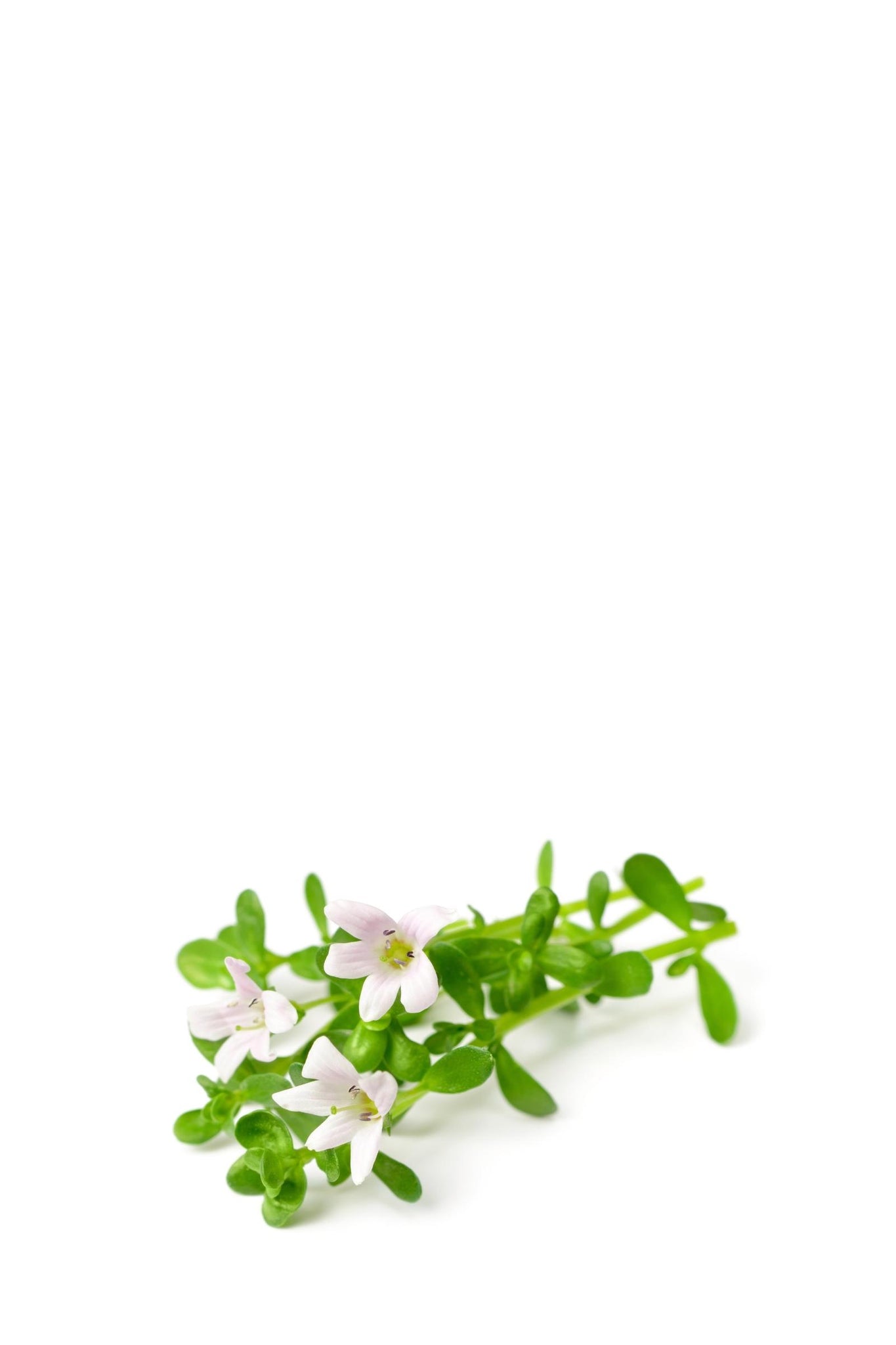 Bacopa Monnieri is a powerful nootropic herb used in traditional Ayurvedic medicine to enhance mental alertness, increase memory, and promote a sense of calm in times of stress or anxiety.