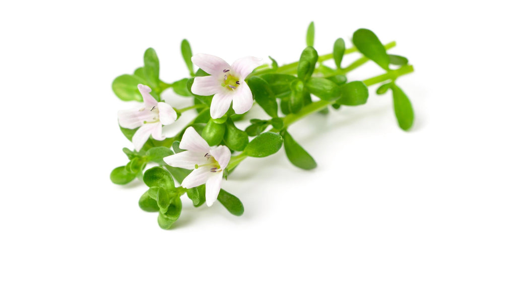 Bacopa Monnieri is a powerful nootropic herb used in traditional Ayurvedic medicine to enhance mental alertness, increase memory, and promote a sense of calm in times of stress or anxiety.