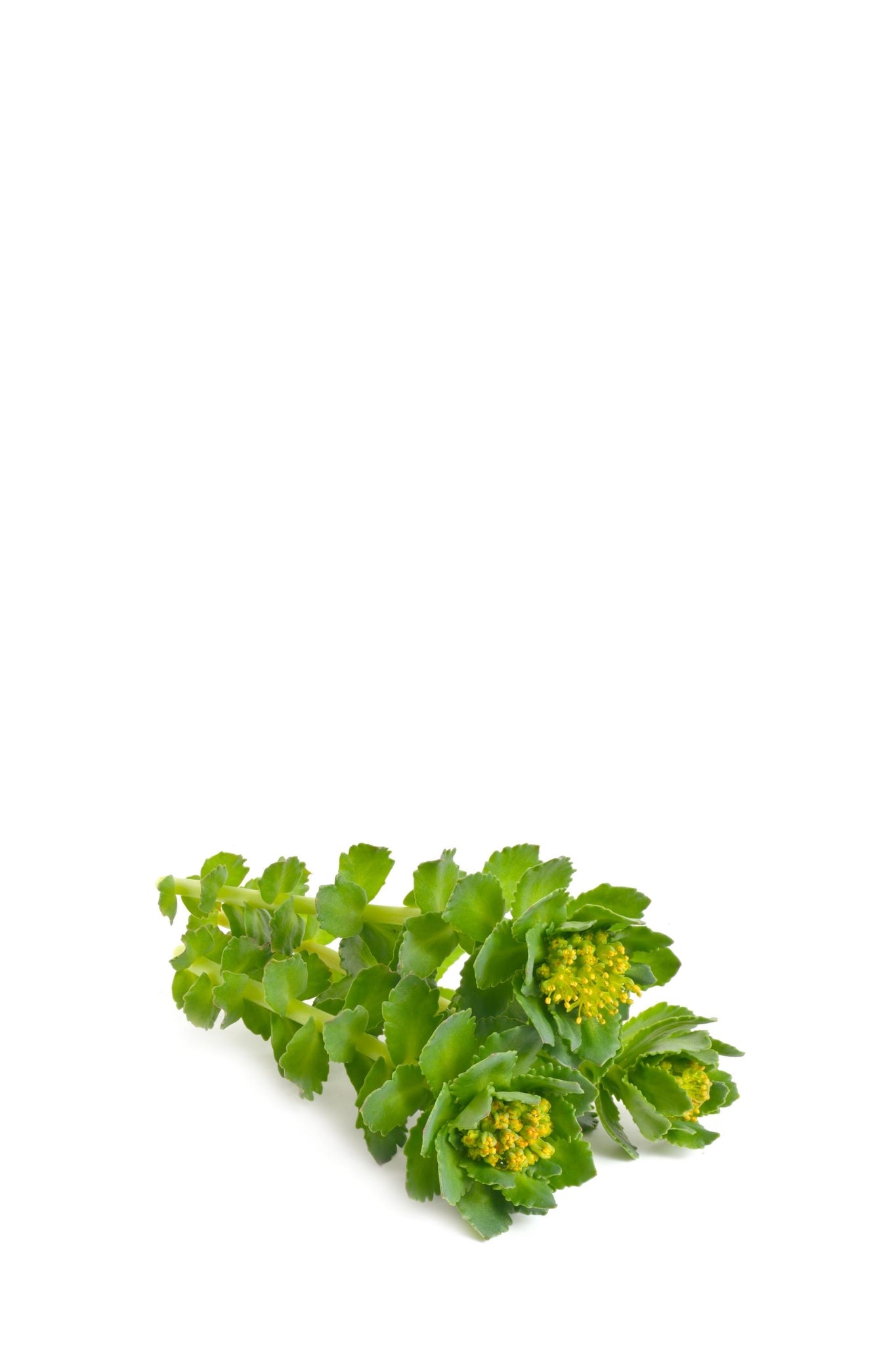 Rhodiola Rosea is an adaptogenic and anti-fatigue herb traditionally used for centuries to modulate the body's resistance to physical, environmental, and emotional stressors.