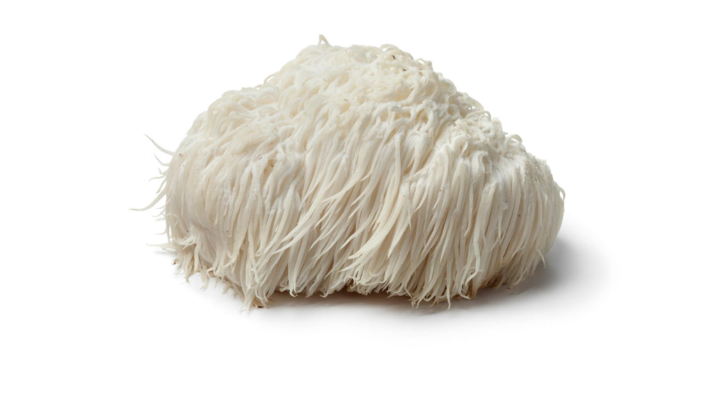 Lion's Mane mushroom, a renowned medicinal and nootropic mushroom known for its cognitive enhancing abilities used to support memory, focus, clarity, and overall brain health.