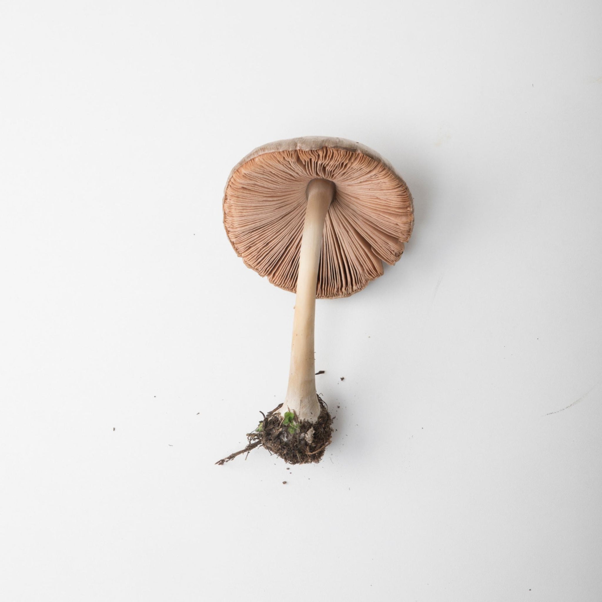 At OtherNature™, our hero ingredient is fungi – the inconspicuous yet powerful mushroom. Fig. 1 – Big Sheath Mushroom (Volvopluteus gloiocephalus)